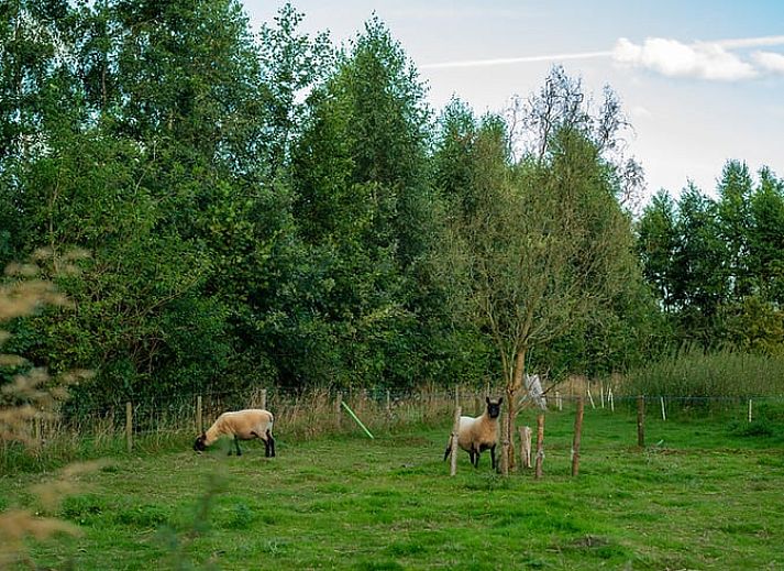 Entspannen Sie sich im Garten des Ferienhauses in Laren, umgeben von der schoenen Landschaft von Achterhoek, Gelderland.
