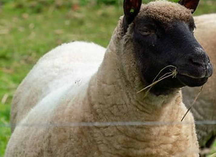 Schlafzimmer des Ferienhauses in Laren mit bequemen Betten, ideal fuer einen erholsamen Aufenthalt in Achterhoek, Gelderland.