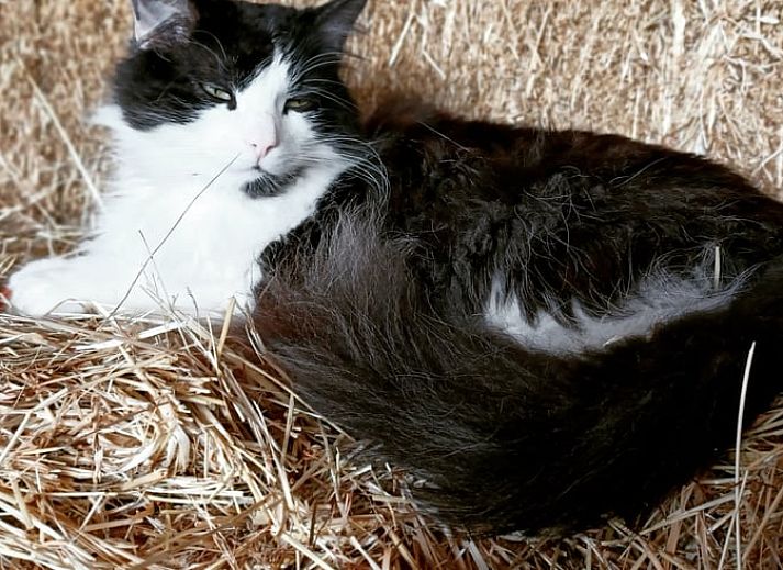 Modernes Badezimmer des Ferienhauses in Laren, komplett mit Dusche und Waschbecken, gelegen in Achterhoek, Gelderland.