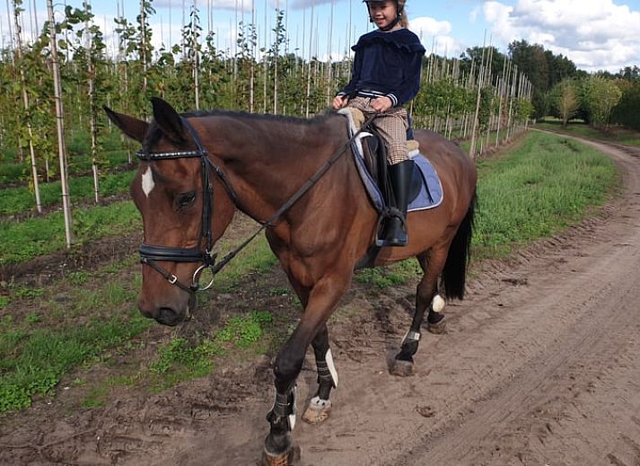 Relax in the sauna of Holiday Home in Vragender, located in Achterhoek, Gelderland.