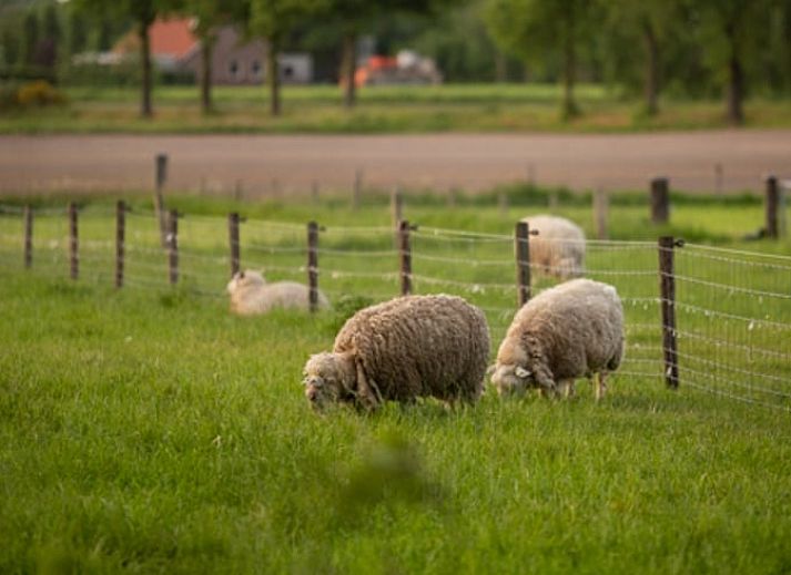 Terras met uitzicht op het water bij Vakantiehuis in Groenlo, ideaal voor ontspanning in de Achterhoek, Gelderland.
