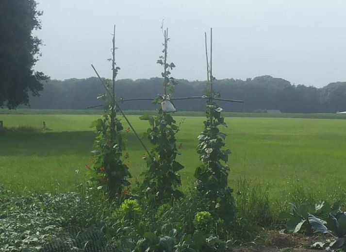 Lush garden of Holiday Home in Lochem, idyllically located in the nature of the Achterhoek.