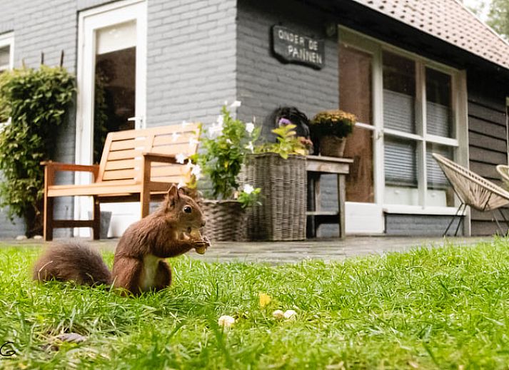 Cottage in Lochem mit gemuetlicher Veranda, Ferienhaus in Achterhoek, Gelderland.