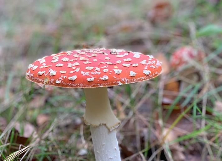 Cottage in Lochem mit gruenem Garten und Eichhoernchen, Ferienhaus in Gelderland.