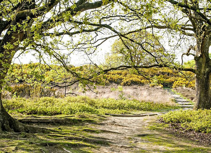 Geraeumige Terrasse des Ferienhauses 4L in Lochem mit Blick auf den gruenen Garten.