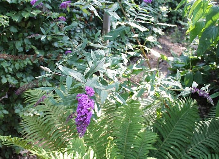 Eingang zum japanischen Waldgarten im Ferienhaus in Lochem, Achterhoek.