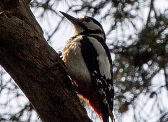Wilde reeen in de omgeving van Vakantiehuisje in Hengelo GLD, Achterhoek, Gelderland.