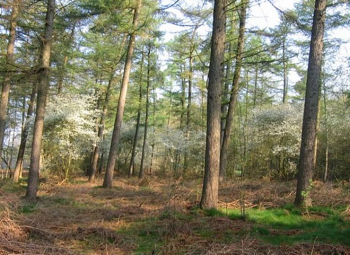 Unterkunft 292222 - Ferienhaus Achterhoek - Vakantiehuisje in Hengelo Gld