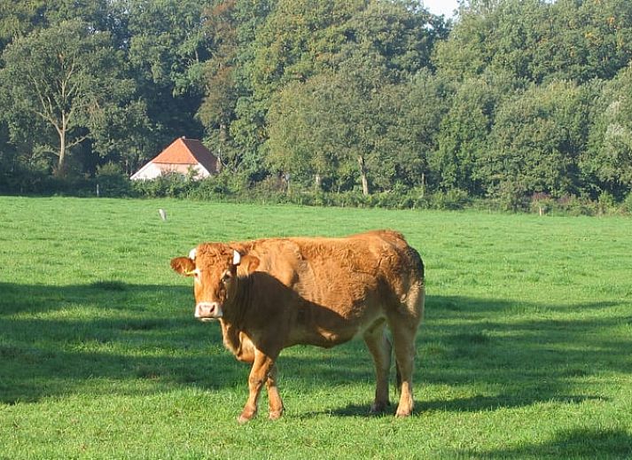 Unterkunft 292222 - Ferienhaus Achterhoek - Vakantiehuisje in Hengelo Gld