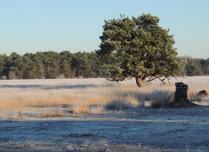 Eingang zum Ferienhaus in Harfsen, umgeben von bewaldeter Landschaft, Achterhoek, Gelderland.