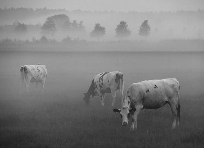 Unterkunft 292310 - Ferienhaus Achterhoek - Vakantiehuis in Harfsen