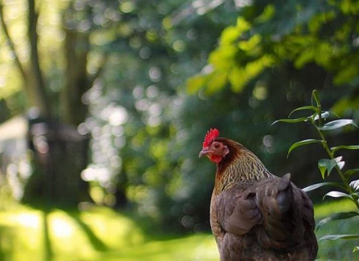 Gemuetliches Wohnzimmer des Ferienhauses in Harfsen, Achterhoek, Gelderland mit Blick in die Natur und bequemer Sitzecke.