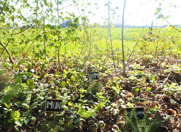 Uitzicht op grazende koeien vanaf het terras van Vakantiehuisje in Harfsen