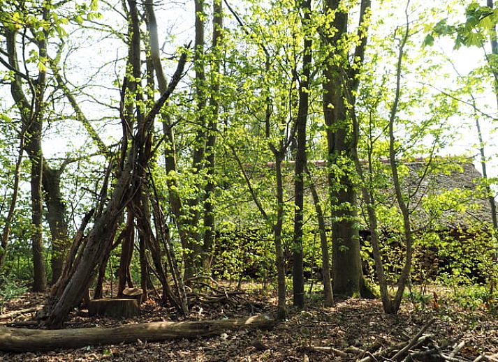 Uitzicht op grazende koeien vanaf het terras van Vakantiehuisje in Harfsen