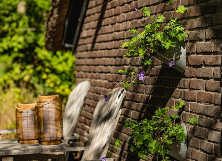 Uitzicht op grazende koeien vanaf het terras van Vakantiehuisje in Harfsen
