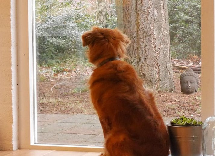 Moderne Kueche im Ferienhaus in Harfsen, Achterhoek, Gelderland mit Esstisch und Blumen.
