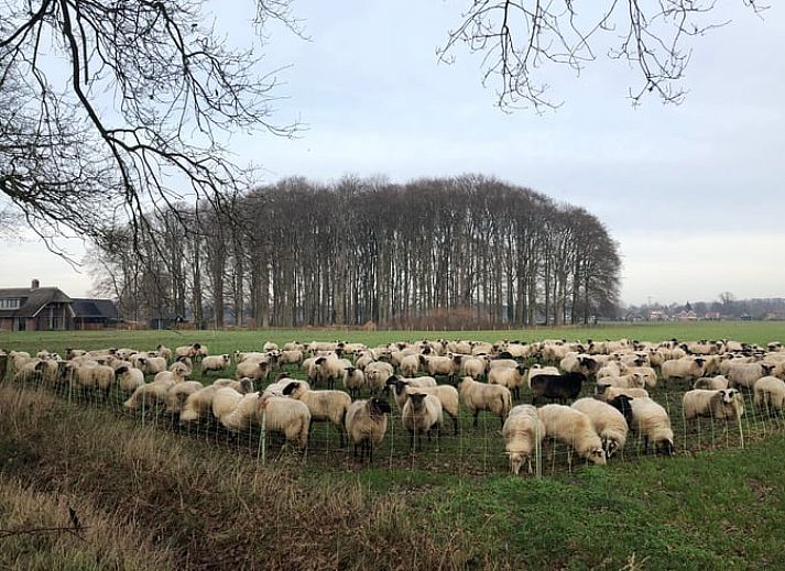 Moderne Kueche im Ferienhaus in Harfsen, Achterhoek, Gelderland mit Esstisch und Blumen.