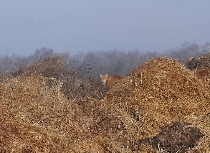 Gemuetliches Wohnzimmer im Ferienhaus in Harfsen mit Blick auf die Natur in Gelderland.