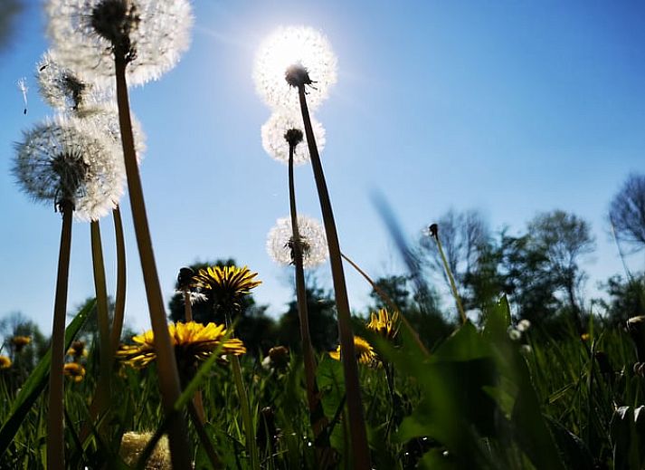 Gemuetliche Kueche und Essbereich im Ferienhaus in Harfsen, Achterhoek, Gelderland, mit Blick auf die gruene Umgebung.