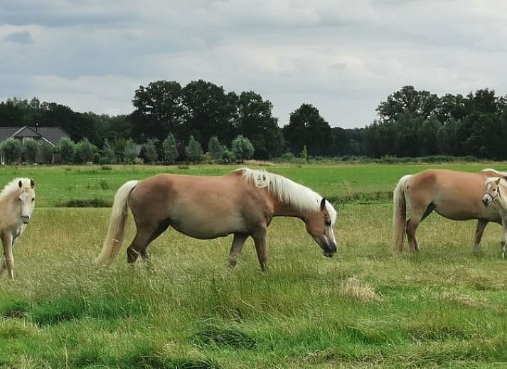 Unterkunft 292332 - Ferienhaus Achterhoek - Vakantiehuis in Harfsen