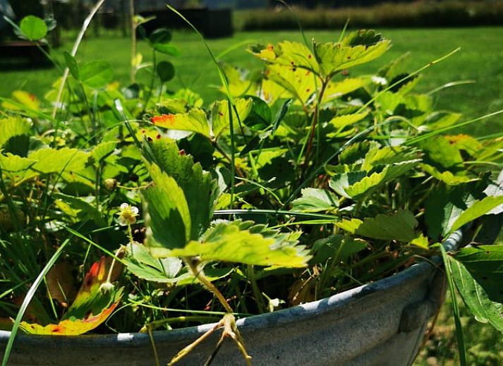 Unterkunft 292332 - Ferienhaus Achterhoek - Vakantiehuis in Harfsen