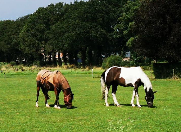 Unterkunft 292332 - Ferienhaus Achterhoek - Vakantiehuis in Harfsen