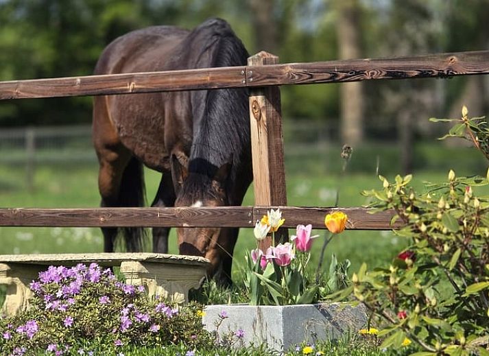 Verblijf 292336 - Vakantiewoning Achterhoek - Vakantiehuis in Harfsen