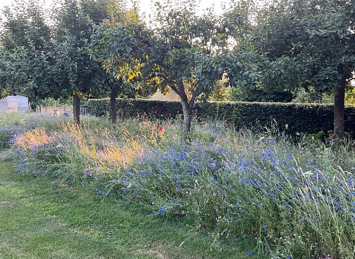 Naturschwimmteich im Ferienhaus in Hummelo, Achterhoek.