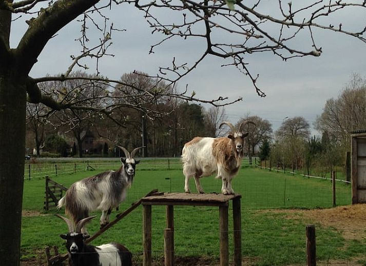 Gruene Umgebung beim Ferienhaus in Hummelo, Achterhoek, Gelderland.
