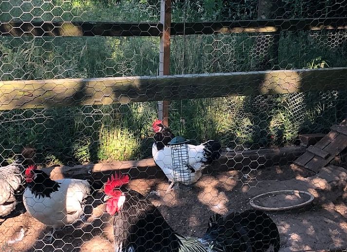Gruene Umgebung beim Ferienhaus in Hummelo, Achterhoek, Gelderland.