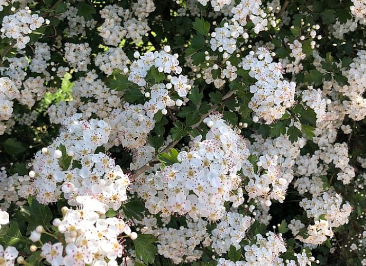 Gemuetliche Sauna im Ferienhaus in Hummelo, Achterhoek, Gelderland.