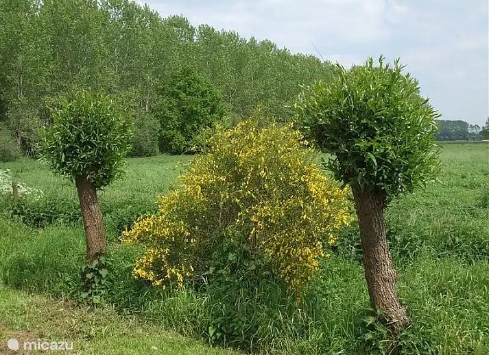 Unterkunft 292906 - Bungalow Achterhoek - Hessenhuisje