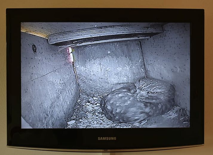 Binnenruimte van Vakantiehuis in Wichmond met uitzicht op de groene omgeving in de Achterhoek, Gelderland.