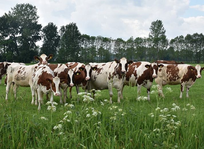 Vakantiehuis in Wichmond met aangrenzende badkamer, comfort en privacy in de Achterhoek, Gelderland.
