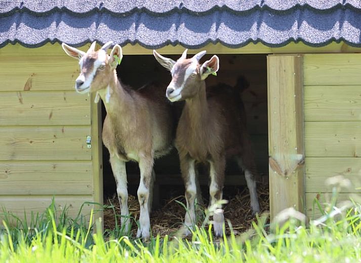 Dining area and kitchen in Cottage in Zutphen, a vacation home in Achterhoek, Gelderland.