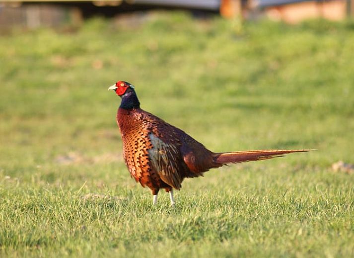 Bedroom with double bed in Cottage in Zutphen, vacation home in Achterhoek, Gelderland.