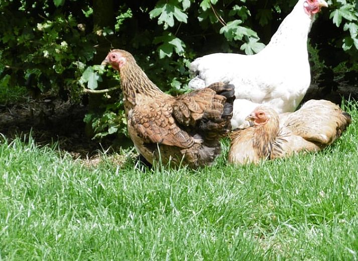 Geraeumiges Wohnzimmer im Ferienhaus in Zutphen, Achterhoek, mit freiliegenden Holzbalken und modernen Moebeln.