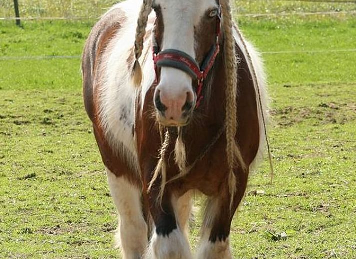 Cottage in Zutphen with spacious garden and picnic table in the Achterhoek.