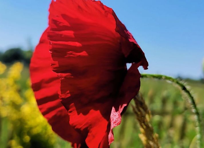 Sheep near cottage in Zutphen, Achterhoek, for a rural experience.