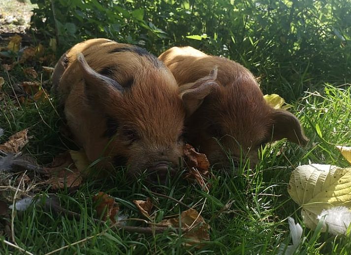 Modern kitchen in Holiday Home in Zutphen, Achterhoek, fully equipped for guests.