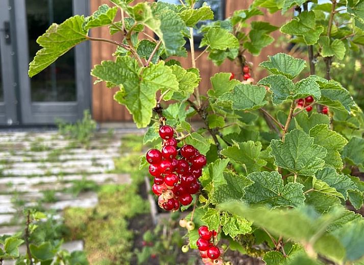 Cozy indoor area of Holiday Home in Zutphen, Achterhoek, Gelderland with fresh flowers and apples on the table.