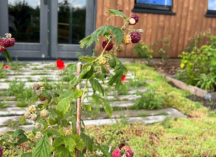 Cozy indoor area of Holiday Home in Zutphen, Achterhoek, Gelderland with fresh flowers and apples on the table.