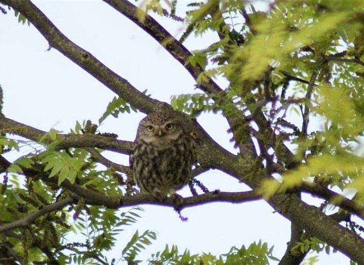 Vacation home in Zutphen with spacious garden in the Achterhoek, ideal for relaxation in Gelderland.