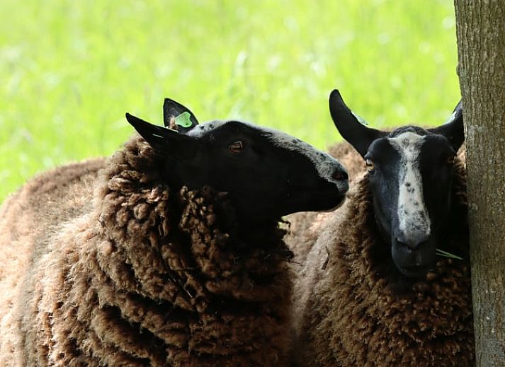 Dining area in Holiday home in Zutphen with modern kitchen, located in Achterhoek, Gelderland.