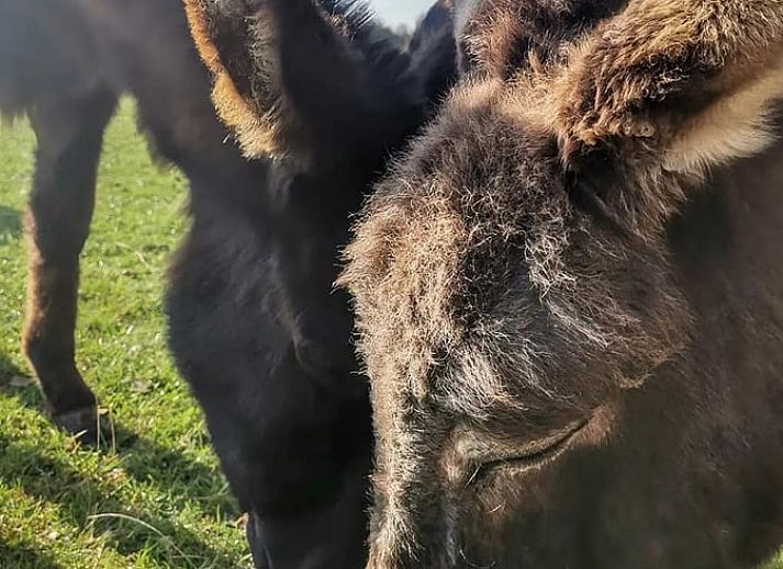 Attractive bedroom in Holiday home in Zutphen, perfect for rest in Achterhoek, Gelderland.