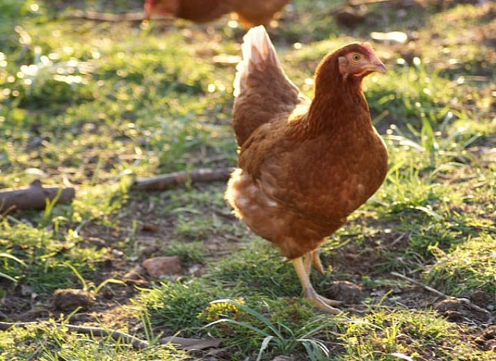 Attractive bedroom in Holiday home in Zutphen, perfect for rest in Achterhoek, Gelderland.