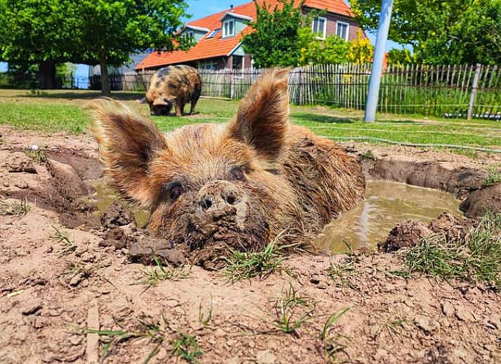 Modern kitchen in Holiday home in Zutphen, ideal for cooking in Achterhoek, Gelderland.