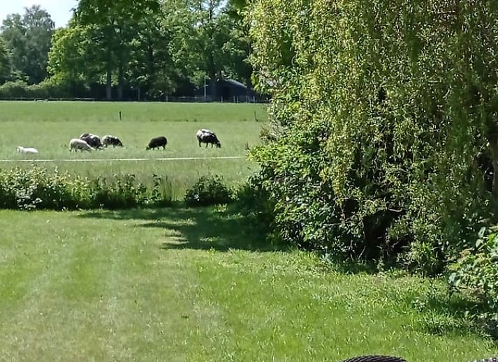 Guest house 293406 - Holiday property Achterhoek - Vakantiehuisje in Geesteren