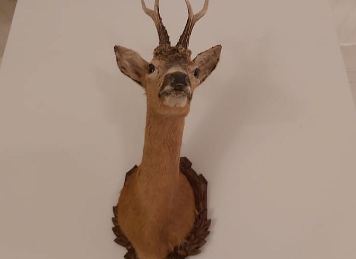 Das Ferienhaus in Geesteren bietet eine malerische Umgebung in der Region Achterhoek, ideal fuer einen ruhigen Urlaub.