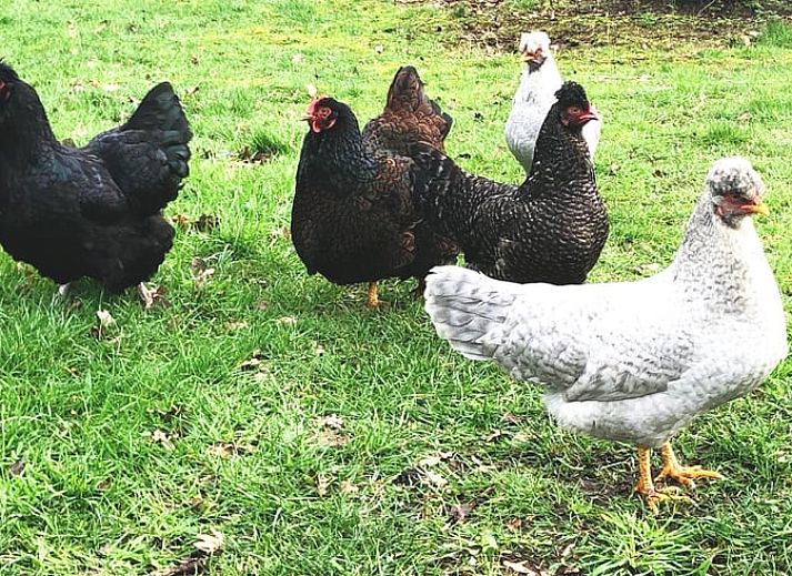 Unterkunft 293412 - Ferienhaus Achterhoek - Vakantiehuis in Geesteren vlak bij Borculo
